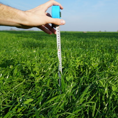 BG13 6 tygodni po siewie 1 (1).jpg